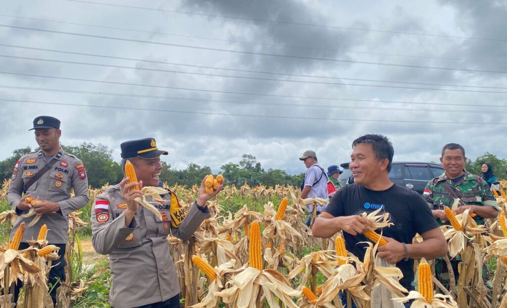 Kapolsek Mukok Pimpin Persiapan Panen Jagung Hibrida, Perkuat Ketahanan Pangan di Wilayah Kecamatan Mukok