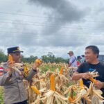 Kapolsek Mukok Pimpin Persiapan Panen Jagung Hibrida, Perkuat Ketahanan Pangan di Wilayah Kecamatan Mukok