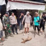 Dua Warga Sekayam Jadi Korban Gigitan Anjing Diduga Rabies, Polisi Imbau Waspada