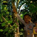Pria 42 Tahun Ditemukan Tewas Tergantung di Kebun Sawit Parindu, Polisi Pastikan Tidak Ada Tanda Kekerasan
