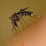 Sejak April 2026, Kasus Suspek Chikungunya Meningkat di Kecamatan Kapuas, Dinkes Sanggau Turunkan Tim Surveilans