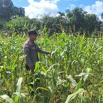 Antisipasi Serangan Hama Demi Dukung Ketahanan Pangan Nasional, Polsek Bonti Intensif Pantau Demplot Jagung Hibrida