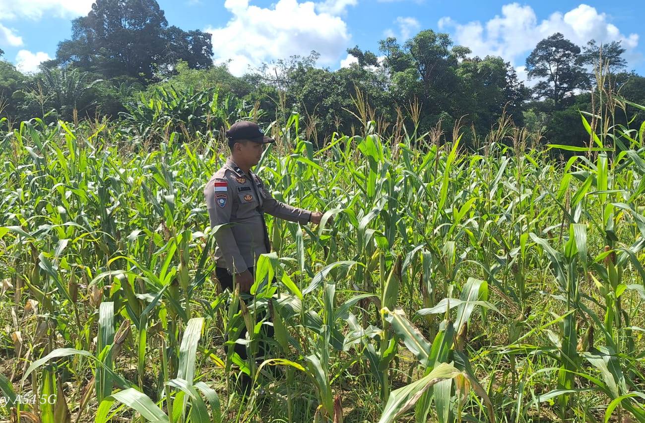 Antisipasi Serangan Hama Demi Dukung Ketahanan Pangan Nasional, Polsek Bonti Intensif Pantau Demplot Jagung Hibrida