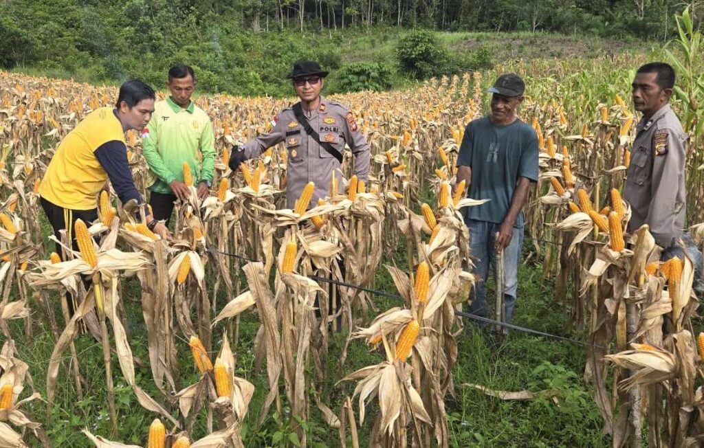 Hasil Panen Capai 12,45 Ton per Hektare, Polsek Kapuas Optimistis Dukung Swasembada Pangan