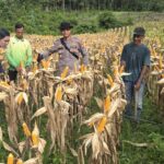 Hasil Panen Capai 12,45 Ton per Hektare, Polsek Kapuas Optimistis Dukung Swasembada Pangan