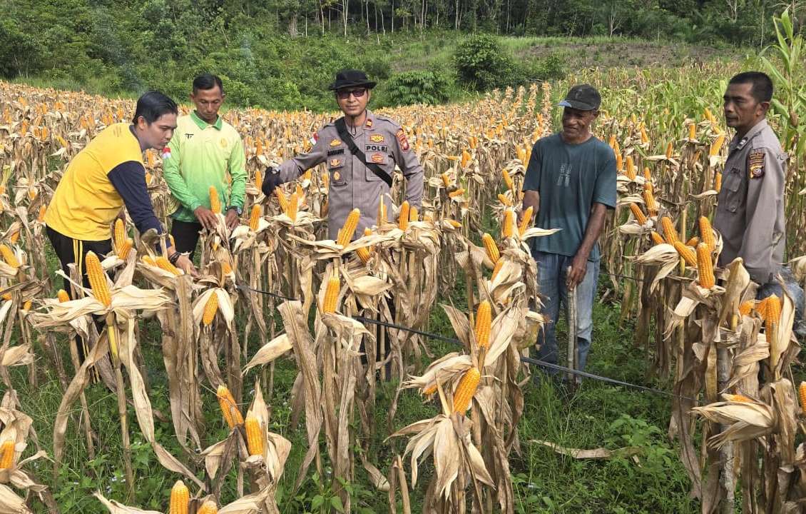 Hasil Panen Capai 12,45 Ton per Hektare, Polsek Kapuas Optimistis Dukung Swasembada Pangan