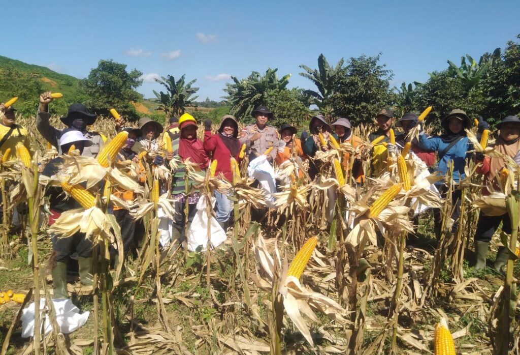 Dari Desa Mayam untuk Ketahanan Pangan, Panen Jagung Demplot Polsek Meliau Tunjukkan Hasil Positif