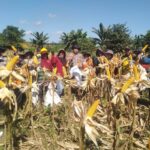Dari Desa Mayam untuk Ketahanan Pangan, Panen Jagung Demplot Polsek Meliau Tunjukkan Hasil Positif
