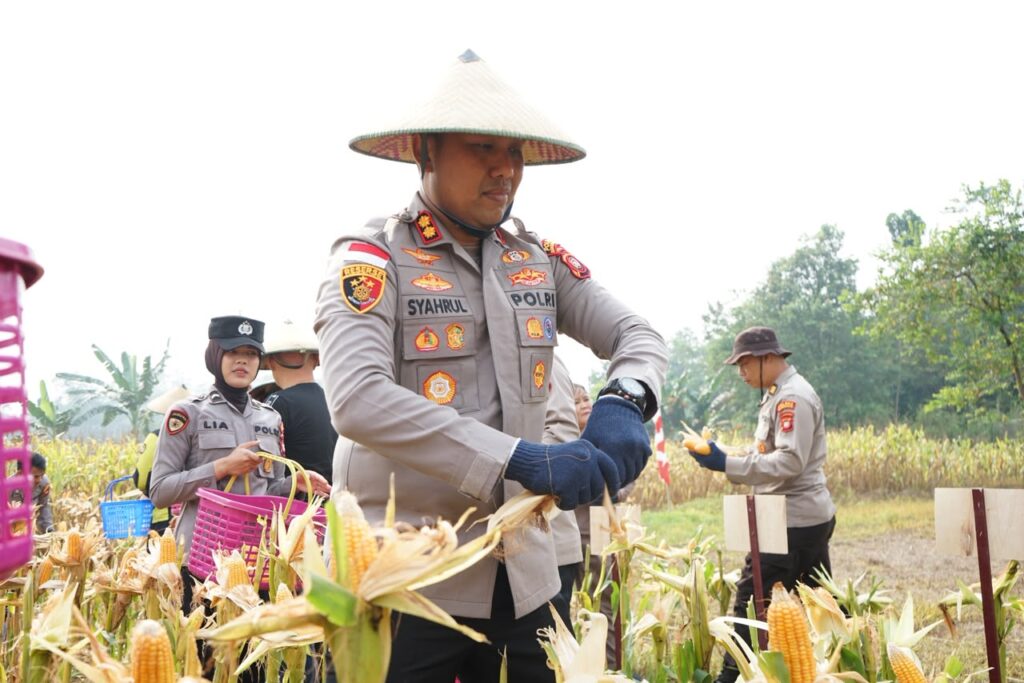Polres Bengkayang Manfaatkan Lahan Eks PETI Hingga Hasilkan 5 Ton Jagung Untuk Ketahanan Pangan