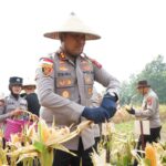 Polres Bengkayang Manfaatkan Lahan Eks PETI Hingga Hasilkan 5 Ton Jagung Untuk Ketahanan Pangan