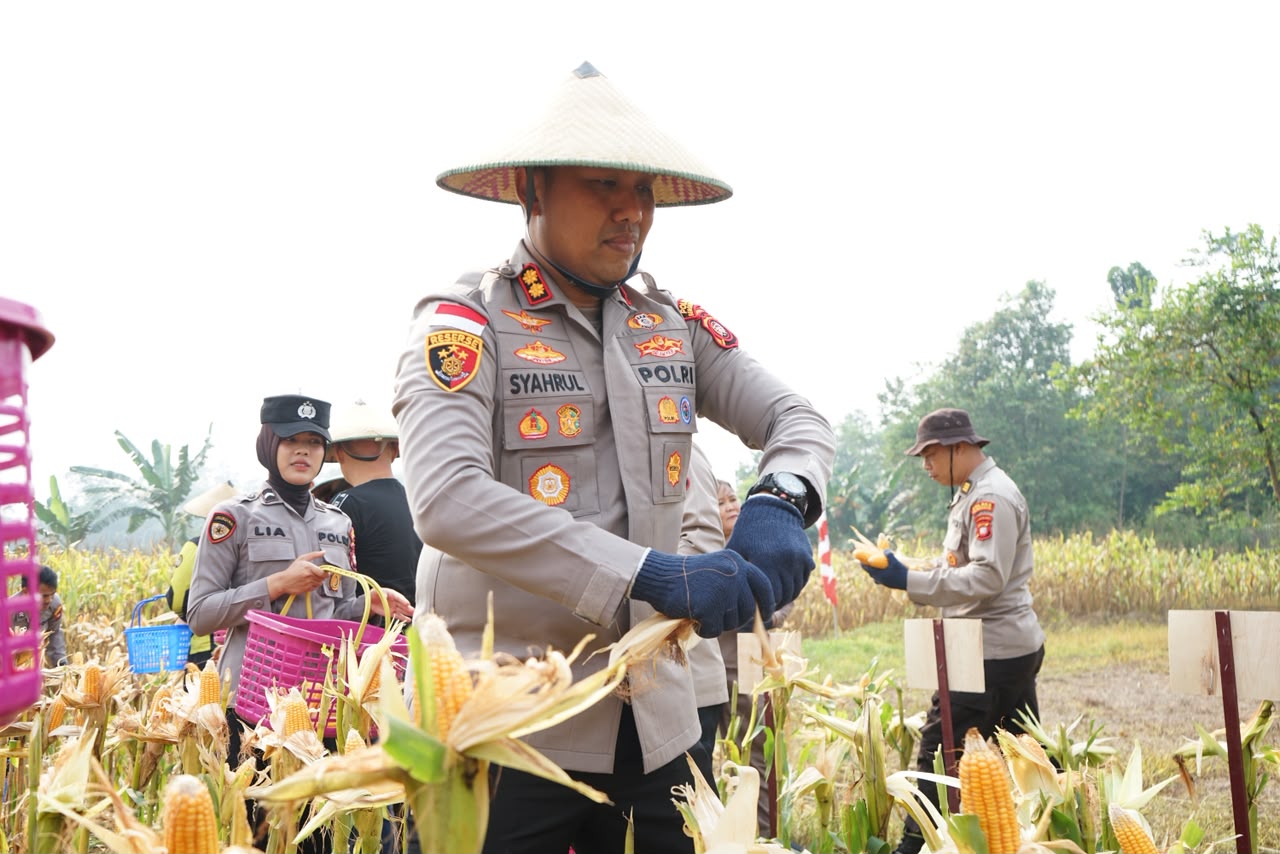 Polres Bengkayang Manfaatkan Lahan Eks PETI Hingga Hasilkan 5 Ton Jagung Untuk Ketahanan Pangan