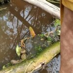 Warga Alami Gatal-Gatal, Dugaan Limbah PT MPL Cemari Sungai Nanga Gonis